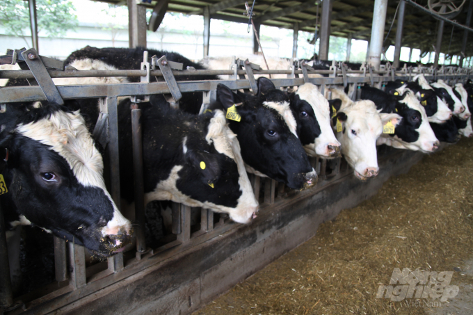 Tập đoàn TH đặt mục tiêu tới năm 2025 phát triển quy mô đàn bò sữa chăn nuôi tập trung lên 200.000 con. Ảnh: Việt Khánh.