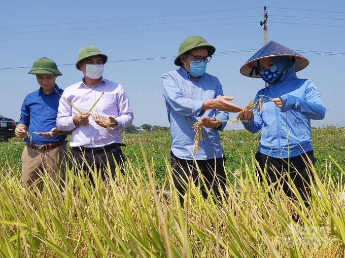 Ông Nguyễn Như Cường, Cục trưởng Cục Trồng trọt yêu cầu địa phương phải đẩy mạnh công tác chỉ đạo, khẩn trương thu hoạch những diện tích lúa đã chín. Ảnh: Việt Khánh.