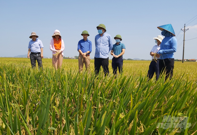 'Lúa xuân chín rộ đầy đồng' là thành quả tưởng thưởng xứng đáng cho sự nỗ lực không biết mệt mỏi của ngành nông nghiệp Nghệ An. Ảnh: Việt Khánh.  