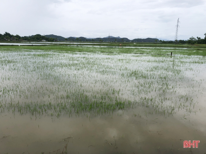 Nhiều diện tích lúa hè thu mới cấy tại Hà Tĩnh chìm sâu trong biển nước, lúc này nông dân thực sự bất an. Ảnh: Báo Hà Tĩnh.