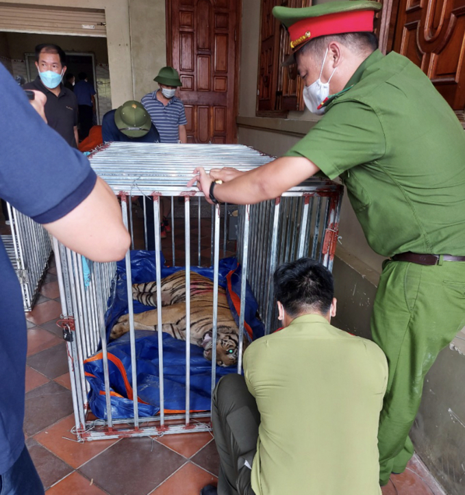 Ngày 4/8 cơ quan chức năng tiến hành kiểm tra đột xuất cơ sở nuôi nhốt trên địa bàn huyện Yên Thành và phát hiện 17 cá thể hổ. 