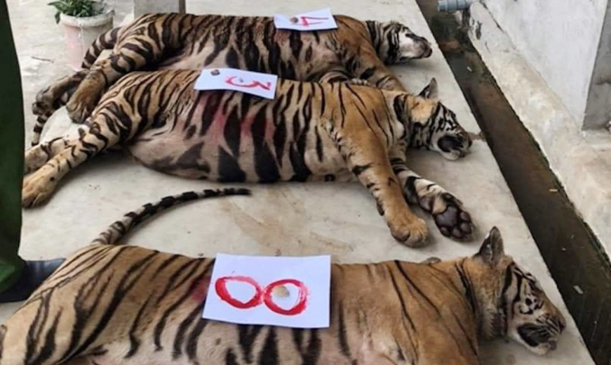 Việc 8 cá thể hổ bị chết sau cuộc 'giải cứu' chỉ vài ngày khiến dư luận không khỏi hoang mang.