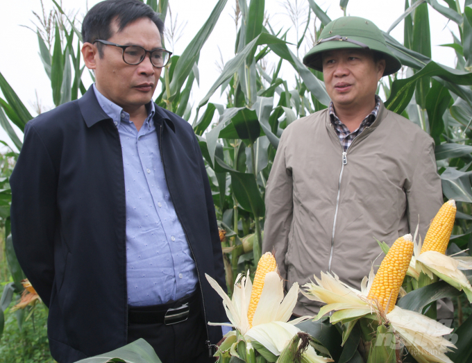 Vụ Đông 2021 tại Nghệ An, ngô vẫn là cây trồng chủ lực. Ảnh: Việt Khánh.