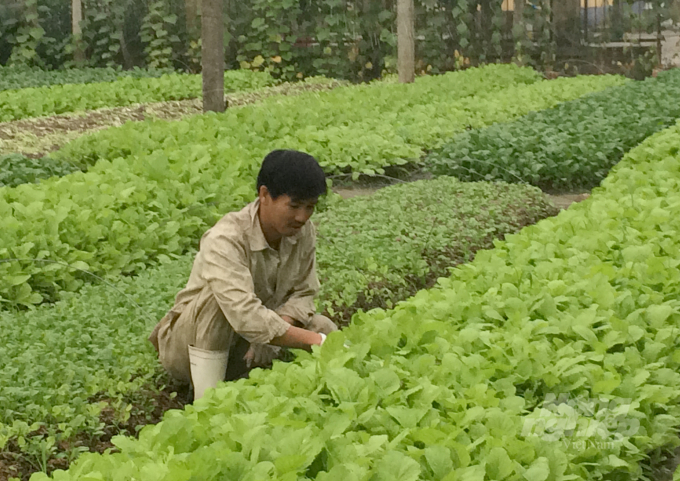Từng bước nâng cao giá trị sản xuất vụ đông là mục tiêu mà ngành nông nghiệp Nghệ An hướng đến. Ảnh: Việt Khánh.