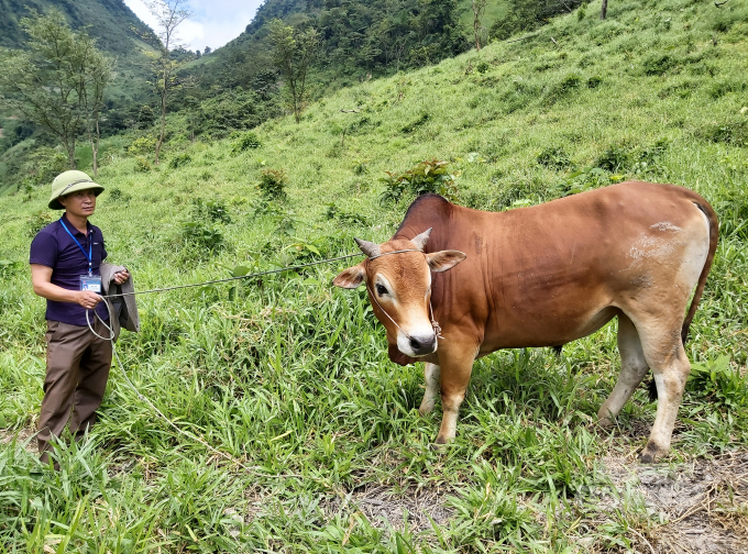 Nuôi trâu bò vỗ béo cũng là phương án được số đông người dân Mường Lống lựa chọn. Ảnh: Võ Dũng.