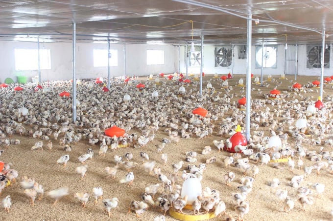 Trại gà con ở xã Nghĩa Khánh được nuôi trên đệm lót sinh học và có hệ thống sưởi bằng điện. Ảnh: Hồ Quang.