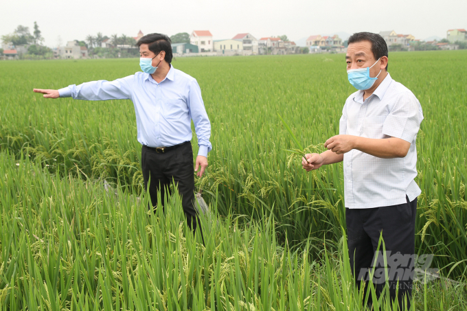Tại Yên Thành đã hình thành nhiều vùng sản xuất lúa hàng hóa quy mô. Ảnh: Việt Khánh.