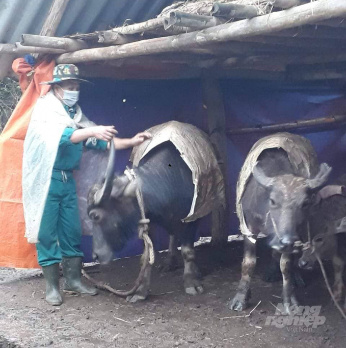 Chủ động tăng cường các biện pháp chống rét cho gia súc là phương án khả dĩ nhất lúc này. Ảnh: VK.