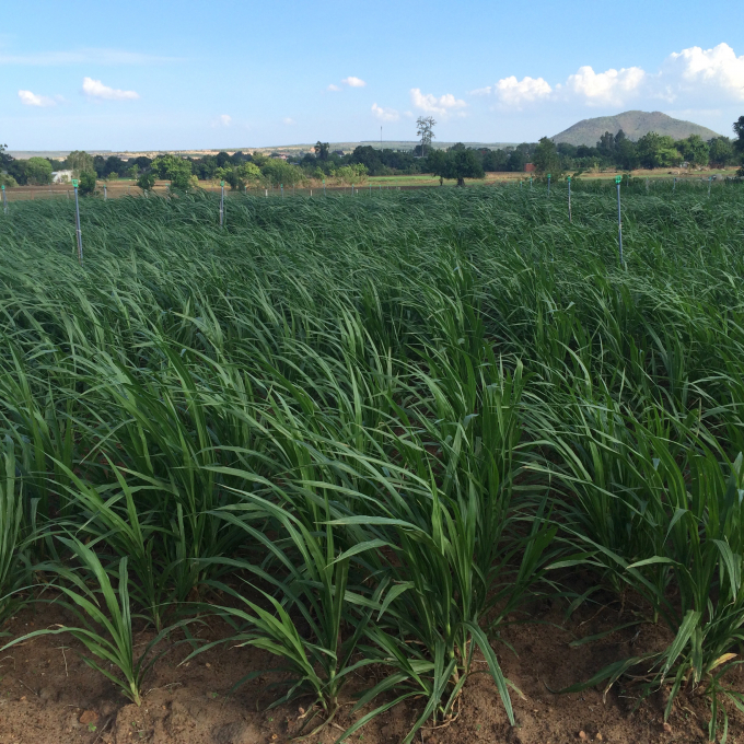 Mô hình trồng cỏ trên đất lúa, sau 1 năm, nông dân có lợi nhuận 100 triệu đ/ha.