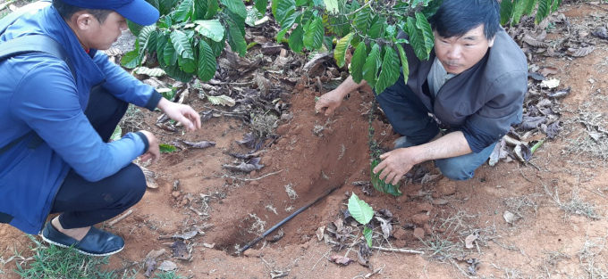 Vườn cà phê của gia đình ông Nguyễn Tấn Đức được lắp đặt hệ thống tưới tiết kiệm chôn chìm. Ảnh: ĐL