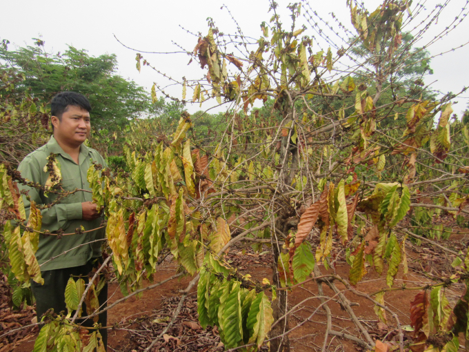 Vườn cà phê của người dân xã Cư AMung bị khô héo vì khô hạn. Ảnh: Ngọc Thăng.