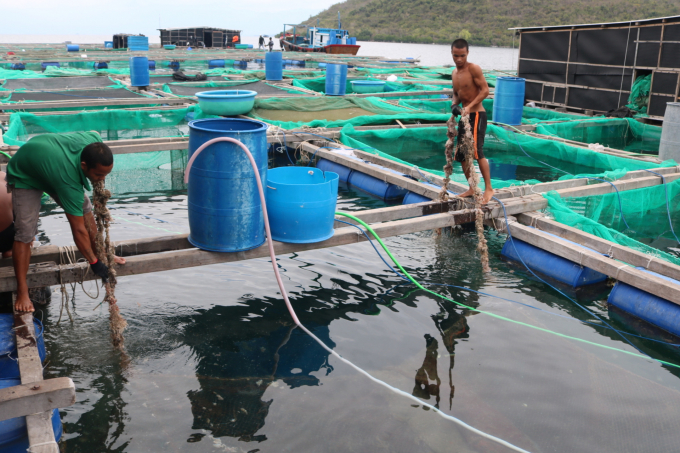Bè nuôi trồng thủy sản của Nguyễn Hải Long tạo công ăn việc làm từ 12-15 lao động. Ảnh: Kim Sơ.