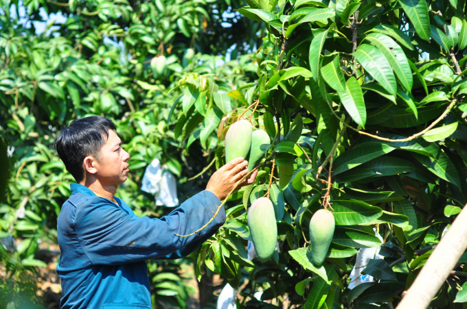 Phát triển cây ăn trái, nông dân tỉnh Đắk Nông thu nhập hàng trăm triệu đồng/ha. Ảnh: Mai Phương.