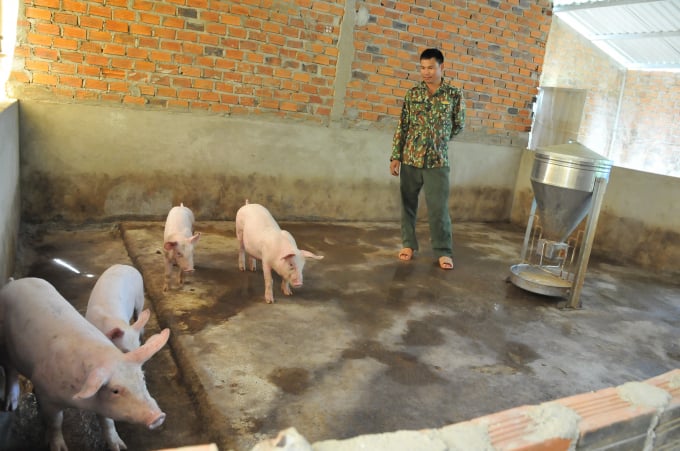 Lùng sục khắp nơi, nhưng gia đình ông Hà Văn Hạnh chỉ mua được 4 con lợn giống để tái đàn. Ảnh: Bảo Trọng