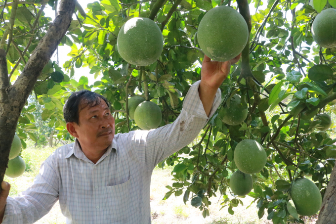 Vườn bưởi VietGAP của ông Nguyễn Xuân Long, Tổ trưởng Tổ hợp sản xuất trái cây an toàn Khánh Vĩnh. Ảnh: Lê Khánh.