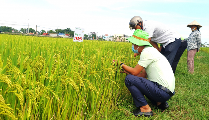 Lúa TBR97 tại huyện Quế Sơn (tỉnh Quảng Nam) được nông dân đánh giá cao về khả năng sinh trưởng và năng suất trong điều kiện thời tiết khắc nghiệt của vụ HT.