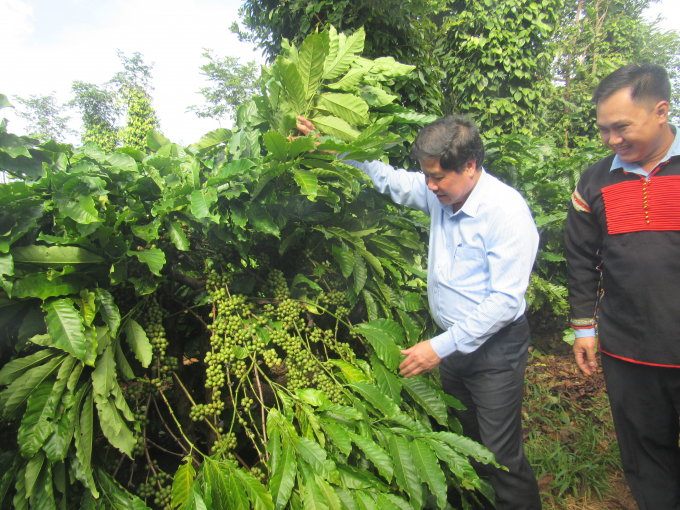 Thứ trưởng Bộ NN-PTNT Lê Quốc Doanh kiểm tra vườn cà phê tái canh theo dự án VnSAT tại HTX NN Công Bằng, huyện Krông Păk, tỉnh Đăk Lăk.