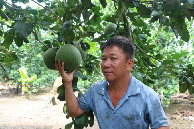 Nhờ nguồn vốn vay từ Agribank mà người trồng bưởi da xanh huyện Khánh Vĩnh thoát nghèo, vươn lên làm giàu.