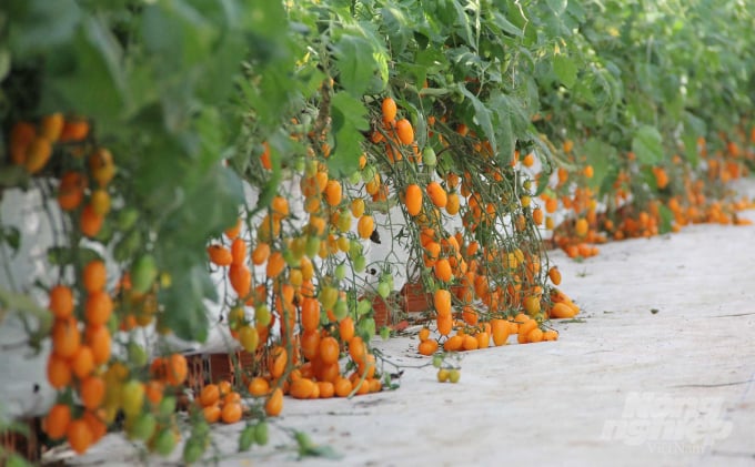 Trọng lượng quả trung bình khoảng 20 -25g/quả. Hàng nghìn quả cà chua Nova tiếp nối nhau trong vườn. Ảnh: Quang Yên.
