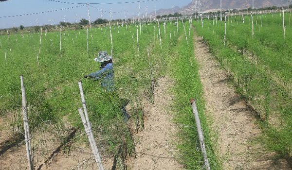 Nhiều diện tích đất lúa kém hiệu quả chuyển đổi sang trồng măng tây xanh có giá trị kinh tế cao.