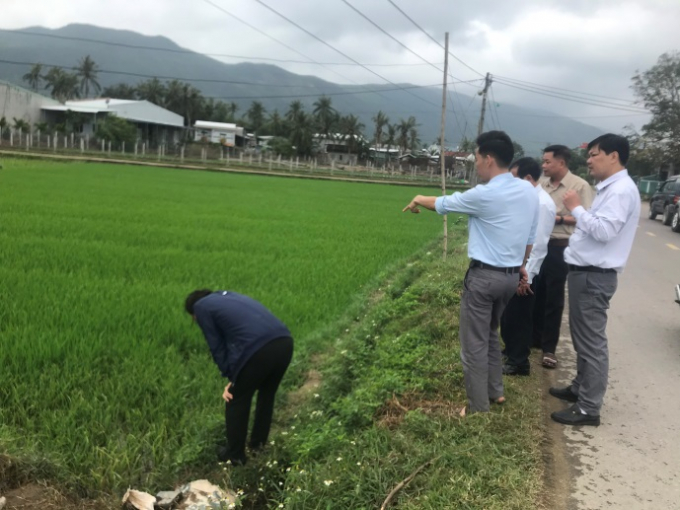 Đoàn công tác kiểm tra tình hình sinh vật gây hại trên lúa 3 vụ tại Bình Định.