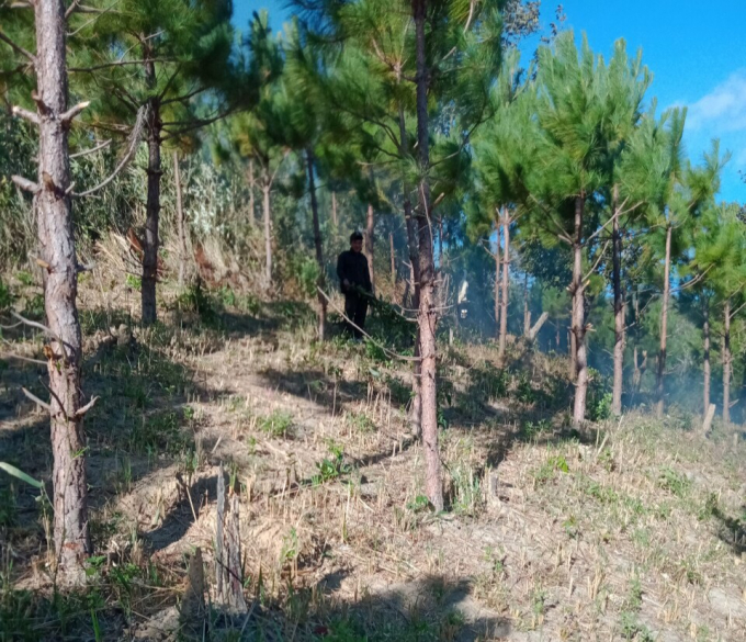 Các chủ rừng đang tăng cường phát quang thực bì phòng chống cháy rừng.