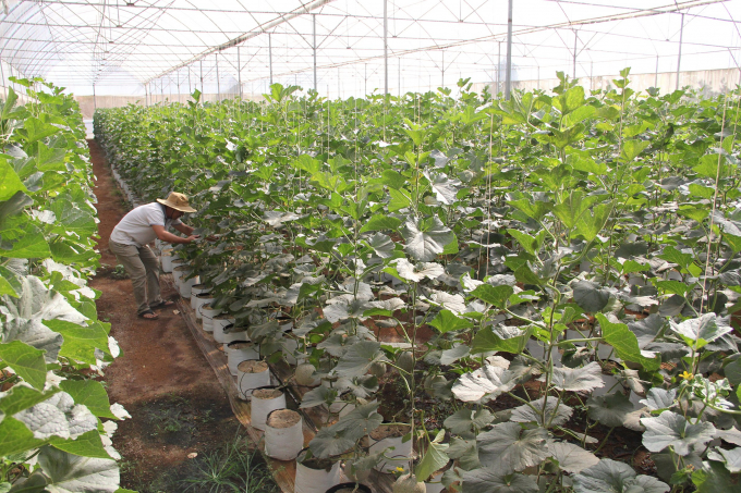 Trồng dưa lưới công nghệ cao giúp nông dân có thu nhập cao. Ảnh: Quang Yên.