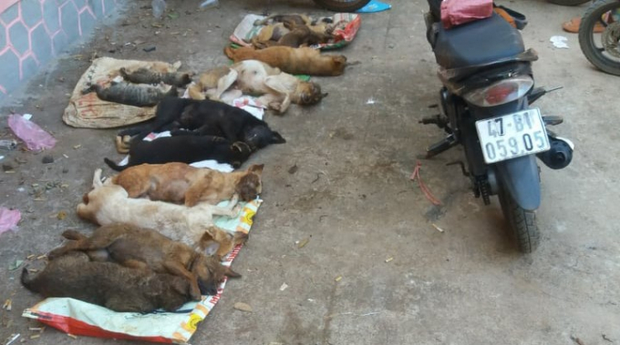 Số chó và mèo bị đánh bả chết trong một đêm.