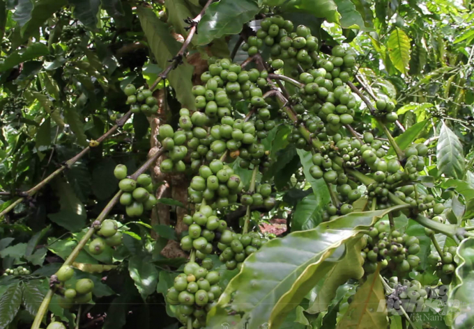 Coffee branches cultivated organically produced serried beans. Photo: Quang Yen.