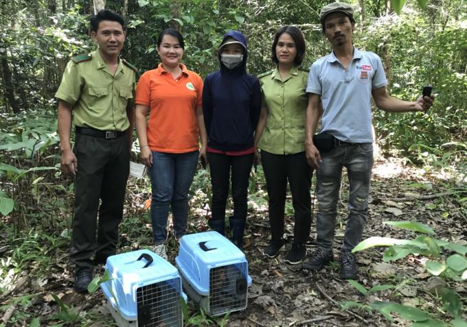 Lực lượng chức năng đã tiến hành thả 2 cá thể khỉ về môi trường tự nhiên.