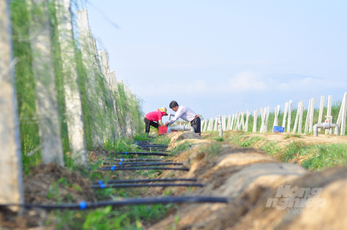 Hệ thống tưới tiết kiệm trên cánh đồng măng tây xanh của Công ty CP Giống cây trồng Nha Hố. Ảnh: M.Hậu.