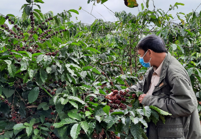 Ngườ nông dân Gia Lai kỳ vọng vào vụ cà phê thắng lợi được mùa,được giá. Ảnh: Tuấn Anh.