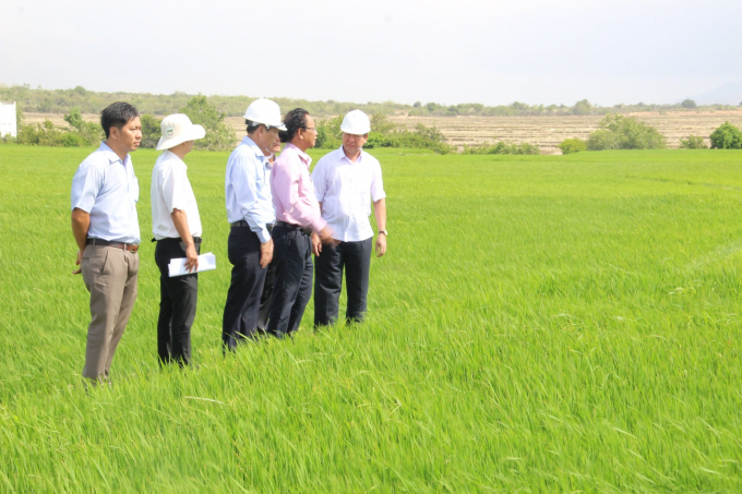 Lãnh đạo UBND tỉnh và lãnh đạo Sở NN-PTNT đi thăm cánh đồng sản xuất lớn đem lại hiệu quả kinh tế cao.