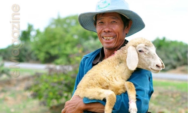 Ninh Thuan sheep breed provides quite a good meat quality while has a strong resistance to diseases. Photo: Trong Chinh - Minh Hau.