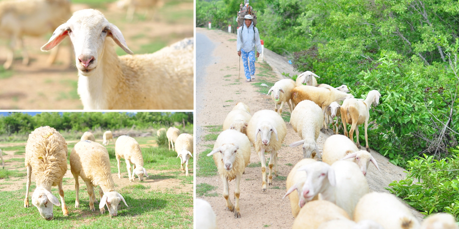 Sheep raising in Ninh Thuan now mainly follows the natural grazing model. Photo: Trong Chinh - Minh Hau.