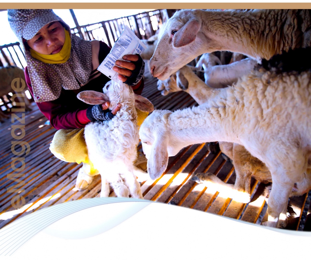 Ninh Thuan sheep can eat many kinds of food. Photo: Trong Chinh - Minh Hau.