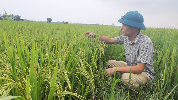 The model of growing high yield DT18 organic rice variety is implemented in Ham Ninh field. Photo: N.T.