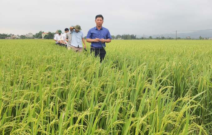 Visiting a Dong Duong Company’s rice-shrimp farming model field in Quang Binh. Photo: N.T.