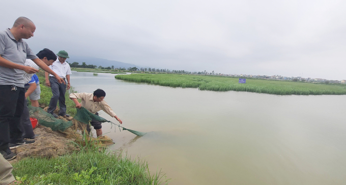 The organic rice-shrimp model has initially brought in high-income for farmers. Photo: N. Tam.