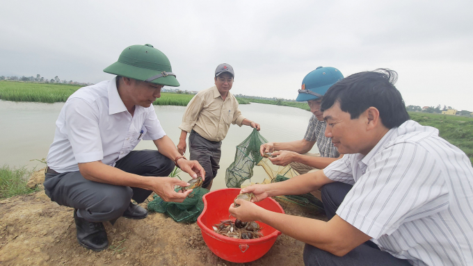 Income from shrimp and crab on the organic rice fields will be a new direction of production for farmers. Photo: N.Tam.