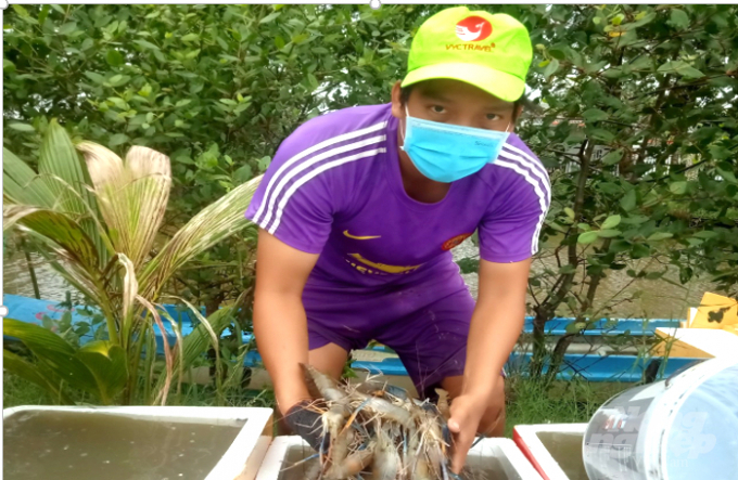 Giant freshwater shrimp is raised by members of Ba Dinh Cooperative. Photo: Trong Linh.
