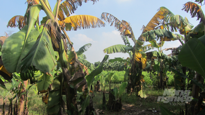 Some banana orchards are severely infected with yellow leaf disease in Tu Dan Commune (Khoai Chau District, Hung Yen Province). Photo:  H.Tien.