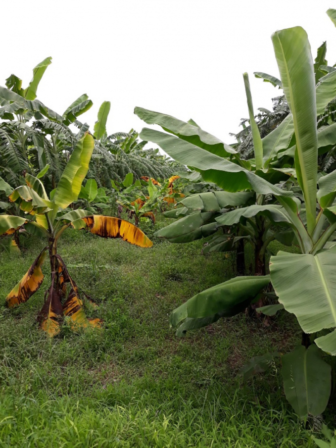 Currently, the Research Institute of Fruits and Vegetables has researched and successfully produced banana varieties that are very highly resistant to banana leaf wilt disease (right row is disease-resistant banana variety GL3-5 and the opposite is the one infected with the disease). Photo: Favri.