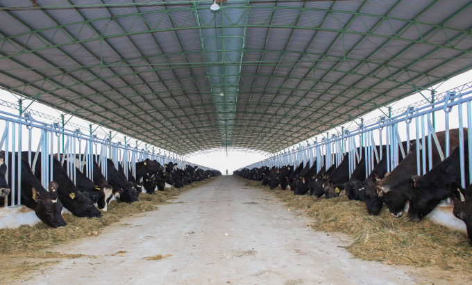 Chăn nuôi đại gia súc tập trung công nghệ cao ở Gia Lai. Ảnh: Đ.L.