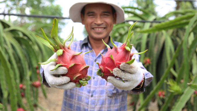 Dragon fruits of My Tinh An cooperative are being exported to the US, Australia.