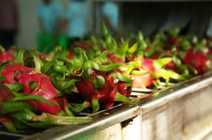 Dragon fruits of My Tinh An cooperative are exported to many markets require the planting area code.