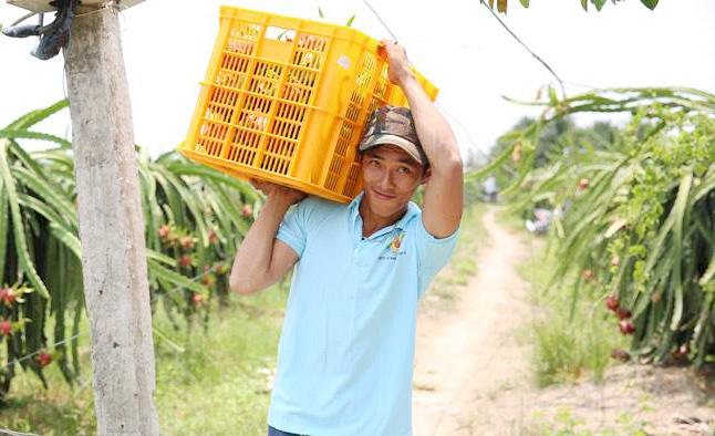 A granted planting area code dragon fruits garden of My Tinh An cooperative. Photo: TS-MTA.