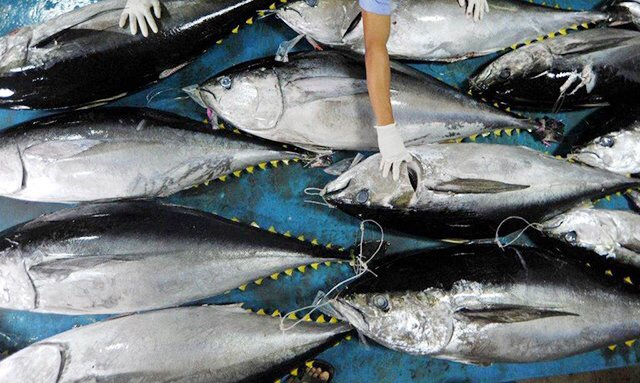 Exports of tuna to the EU increase sharply, seize the opportunity from EVFTA incentives. Photo: Hong Thuy. 