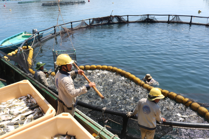 Fees for appraisal of conditional business in the field of aqua feeds and products for the treatment of aquaculture environment range from VND 1.5 million to VND 5.7 million per time. Photo: Kim So.