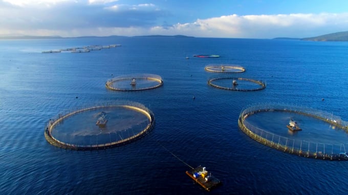 Vietnam has great room to develop marine farming. Photo: TL.